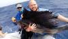 Sailfish Rob1.jpg